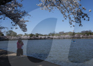 Cherry Blossoms In Washington, DC