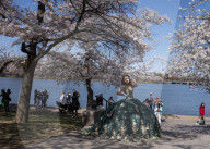 Cherry Blossoms In Washington, DC