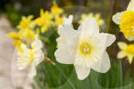 Spring Blooms In L'Aquila, Italy