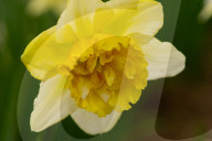 Spring Blooms In L'Aquila, Italy