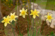Spring Blooms In L'Aquila, Italy