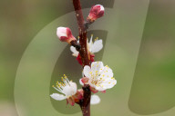 Spring Blooms In L'Aquila, Italy