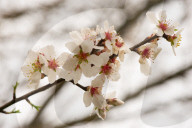 Spring Blooms In L'Aquila, Italy