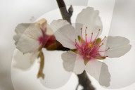 Spring Blooms In L'Aquila, Italy