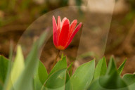 Spring Blooms In L'Aquila, Italy