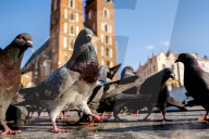 Beginning Of Spring In Krakow