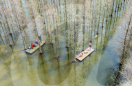 Water Forest Tour in Suqian