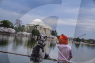 Washington DC Cherry Blossoms Time Of The Year 