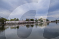 Washington DC Cherry Blossoms Time Of The Year 