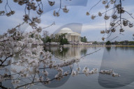 Washington DC Cherry Blossoms Time Of The Year 