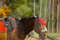 Nepal Celebrates “Ghode Jatra”, The Horse Racing Day
