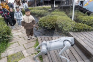Robot Dog Enters Tea Plantation in Enshi
