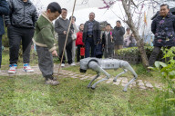 Robot Dog Enters Tea Plantation in Enshi