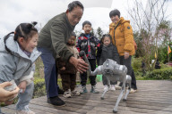 Robot Dog Enters Tea Plantation in Enshi