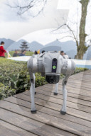 Robot Dog Enters Tea Plantation in Enshi