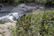 Robot Dog Enters Tea Plantation in Enshi
