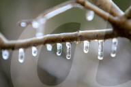 Freezing Rain Covers Tree Branches In Brampton, Ontario, On March 30, 2025.