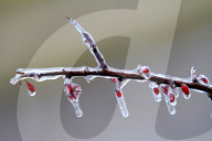 Freezing Rain Covers Tree Branches In Brampton, Ontario, On March 30, 2025.