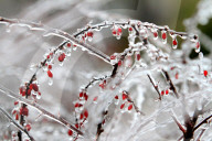 Freezing Rain Covers Tree Branches In Brampton, Ontario, On March 30, 2025.