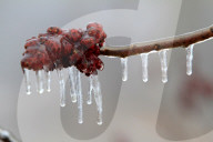 Freezing Rain Covers Tree Branches In Brampton, Ontario, On March 30, 2025.