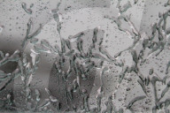 Freezing Rain Covers Tree Branches In Brampton, Ontario, On March 30, 2025.