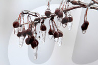 Freezing Rain Covers Tree Branches In Brampton, Ontario, On March 30, 2025.