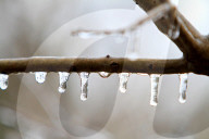 Freezing Rain Covers Tree Branches In Brampton, Ontario, On March 30, 2025.
