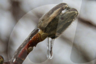 Over 220,000 Without Power In Ontario As Ice Storm Moves Through The Province