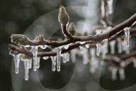 Over 220,000 Without Power In Ontario As Ice Storm Moves Through The Province
