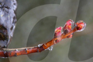 Over 220,000 Without Power In Ontario As Ice Storm Moves Through The Province