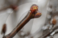 Over 220,000 Without Power In Ontario As Ice Storm Moves Through The Province