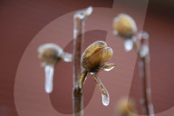 Over 220,000 Without Power In Ontario As Ice Storm Moves Through The Province