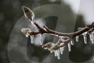 Over 220,000 Without Power In Ontario As Ice Storm Moves Through The Province