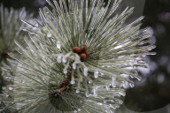 Over 220,000 Without Power In Ontario As Ice Storm Moves Through The Province