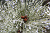 Over 220,000 Without Power In Ontario As Ice Storm Moves Through The Province