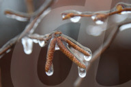Over 220,000 Without Power In Ontario As Ice Storm Moves Through The Province