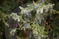 Over 220,000 Without Power In Ontario As Ice Storm Moves Through The Province