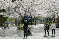 Cherry Blossom Season In Tokyo