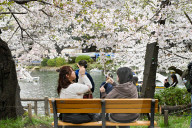 Cherry Blossom Season In Tokyo