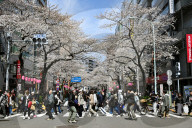 Cherry Blossom Season In Tokyo
