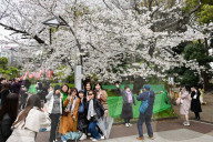 Cherry Blossom Season In Tokyo
