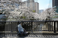 Cherry Blossom Season In Tokyo