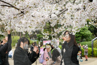 Cherry Blossom Season In Tokyo