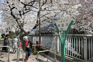 Cherry Blossom Season In Tokyo