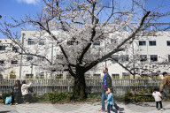 Cherry Blossom Season In Tokyo