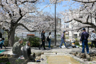 Cherry Blossom Season In Tokyo