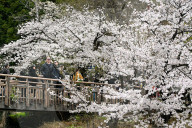 Cherry Blossom Season In Tokyo