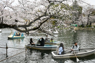 Cherry Blossom Season In Tokyo