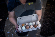 Australians turn to back yard chickens to beat the rising price of eggs
