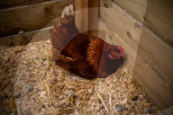 Australians turn to back yard chickens to beat the rising price of eggs